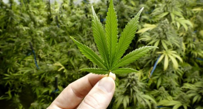 Marijuana helps epilepsy patients combat intolerable medication effects