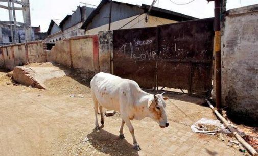 Gujarat to tighten cow slaughter law