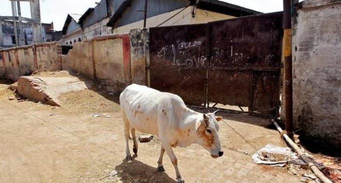 Gujarat to tighten cow slaughter law