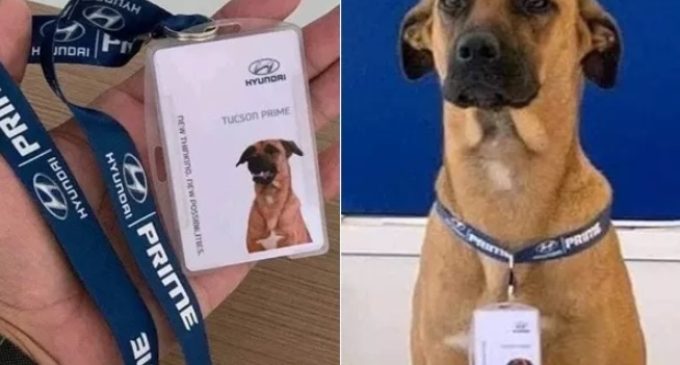 ‘Car Selling Dog’ – Hyundai’s Sales Dog Viral
