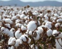 US bans cotton imports from Chinese firm on ‘slave labor’
