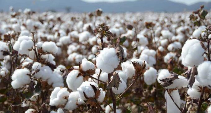 US bans cotton imports from Chinese firm on ‘slave labor’